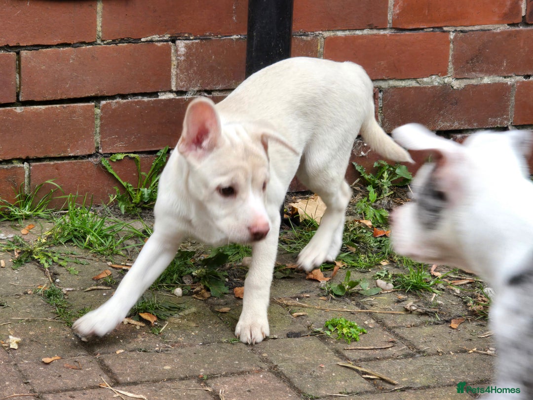 Mixed Breed dogs for sale: Frenchie x Labrador Puppies 17 weeks ready to go - Image 4