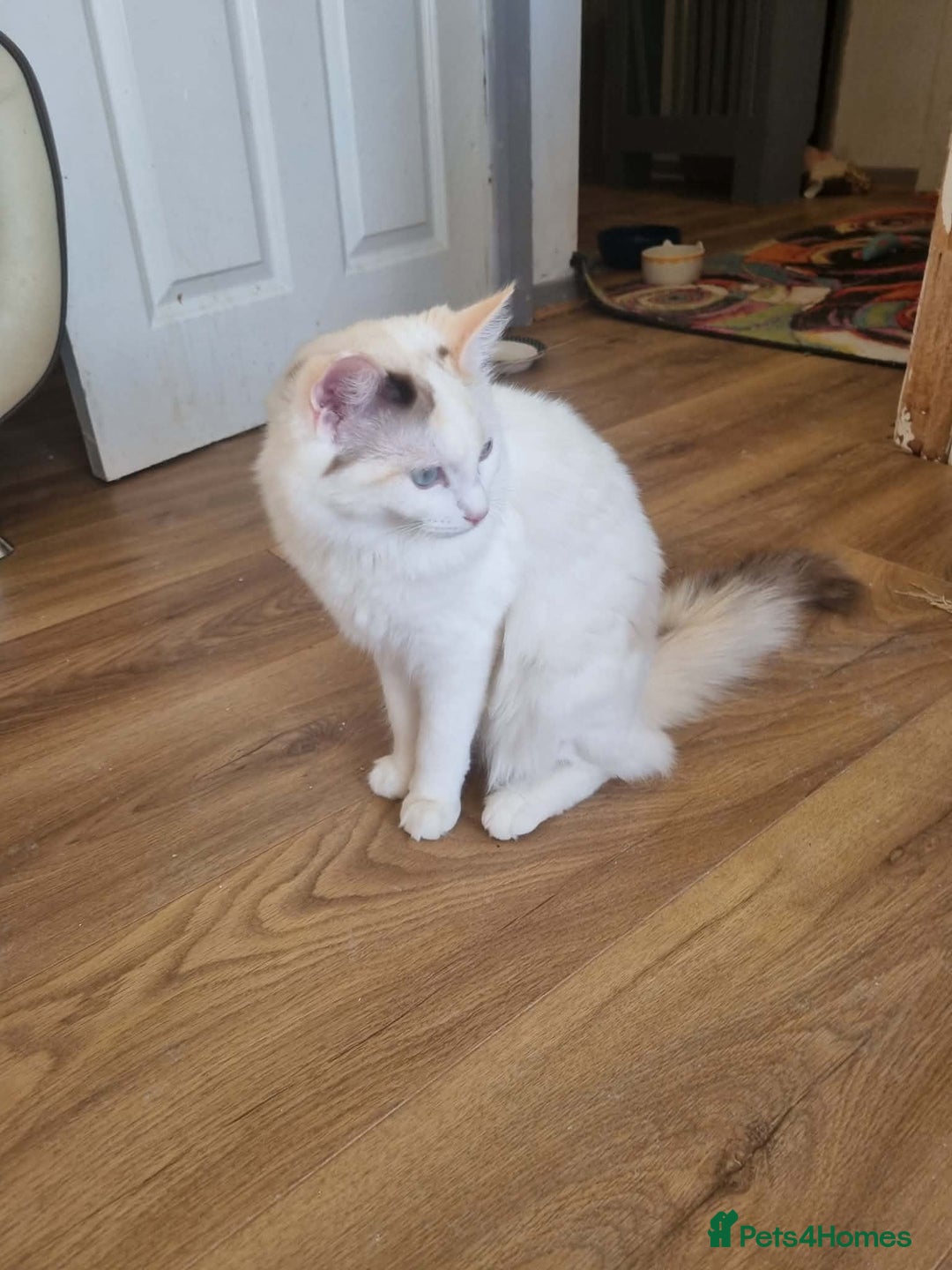 Ragdoll cats for sale: Ragdoll girls  - Advert 2