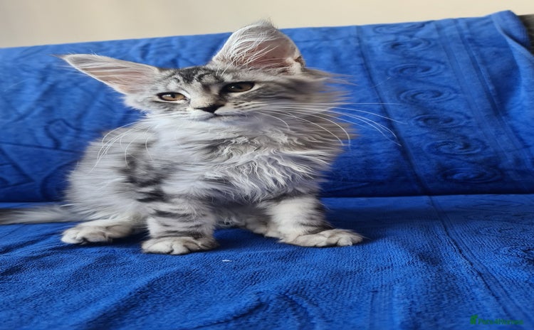 Maine Coon cats - Advert 1