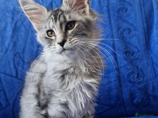 Maine Coon cats - Advert 33