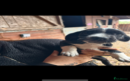 Mixed Breed dogs for sale: Beautiful litter of puppies. Mixed breeds❤️ - Image 15