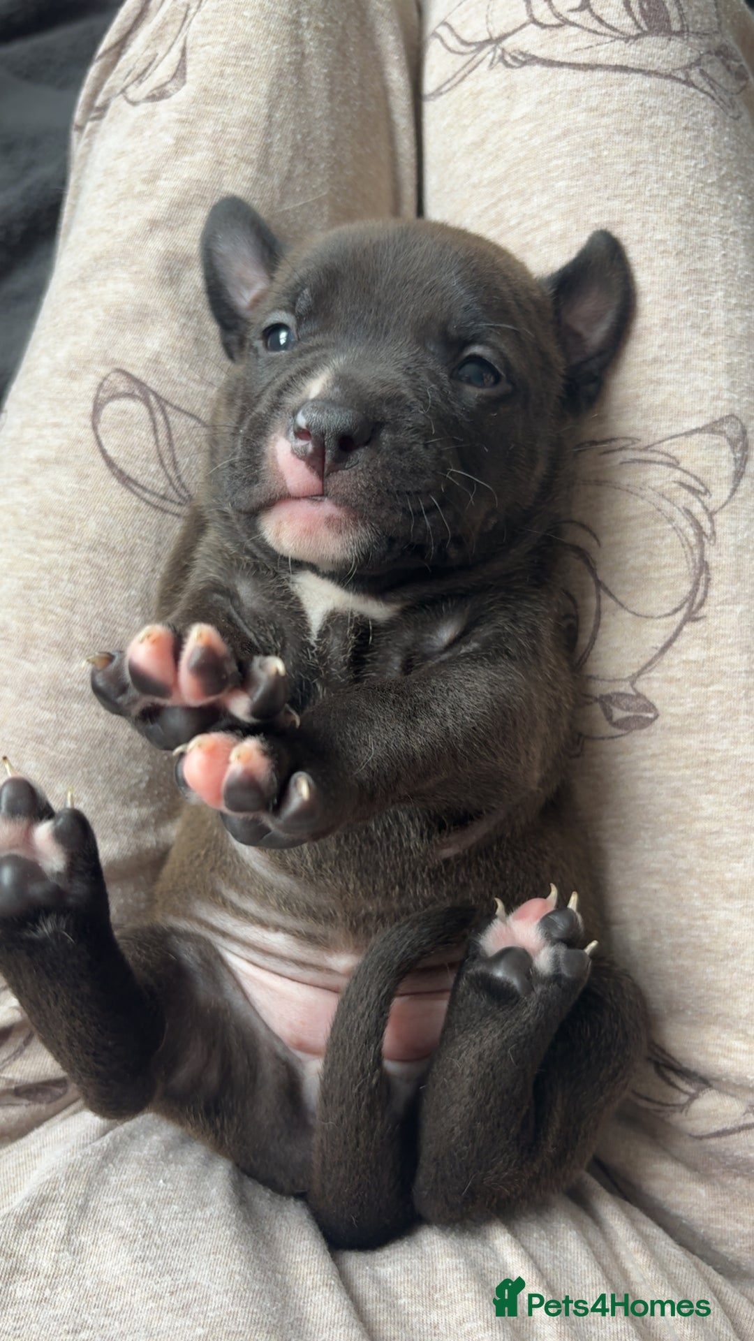 Mixed Breed dogs for sale: Puppies for sale  - Image 5