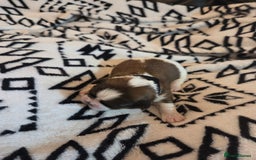 Shih Tzu dogs for sale: 5 stunning kc registered shih tzu pups - Image 5