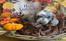 Miniature Dachshund dogs for sale: Adorable Miniature Dachshund Puppies for Sale. - Image 12