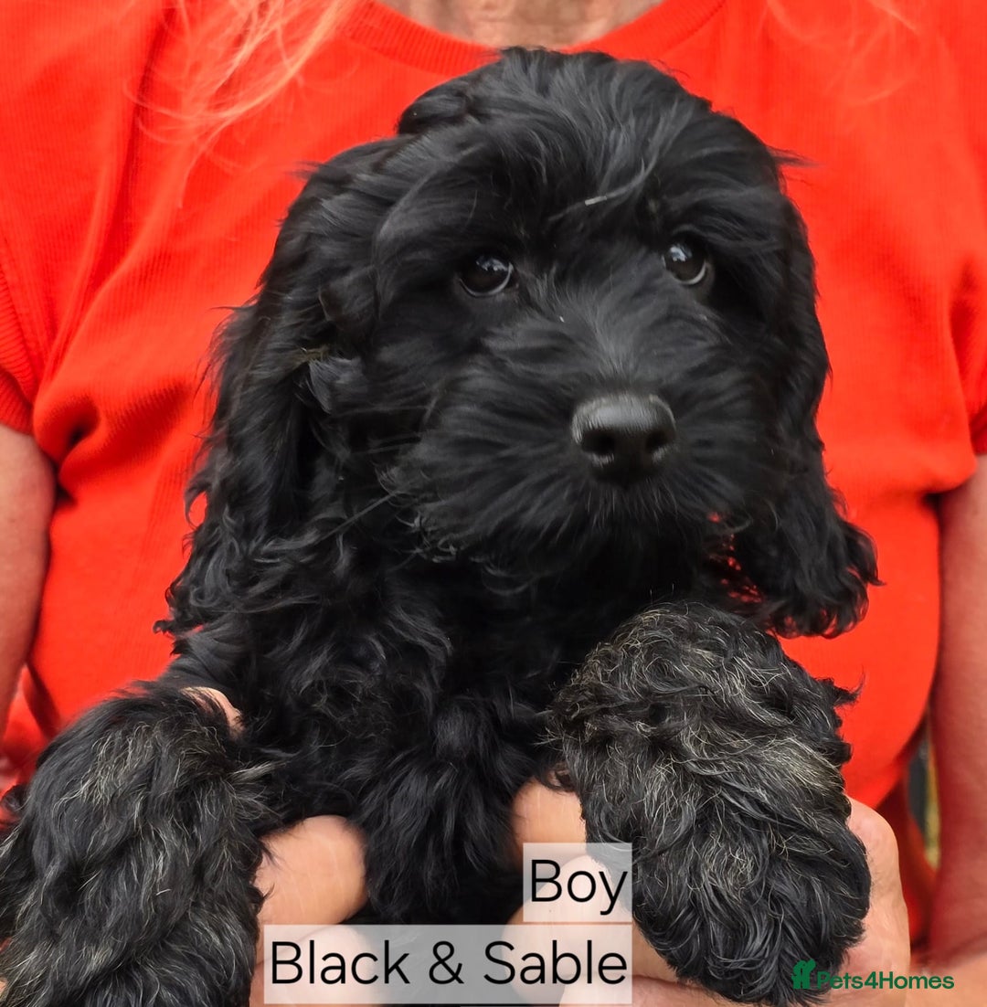 Cockapoo dogs for sale: Cockapoo Puppies F1 Ready Now Domestic Licence in Canterbury - Image 3