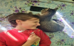 Mixed Breed cats for adoption: TOM a friendly & proud boy who needs a Loving Home - Advert 26