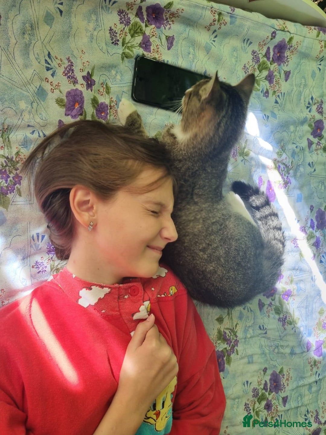 Mixed Breed cats for adoption: TOM a friendly & proud boy who needs a Loving Home - Advert 26