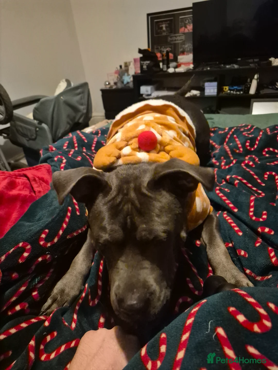 Staffordshire Bull Terrier dogs for sale: Staffy  in Rotherham - Advert 2