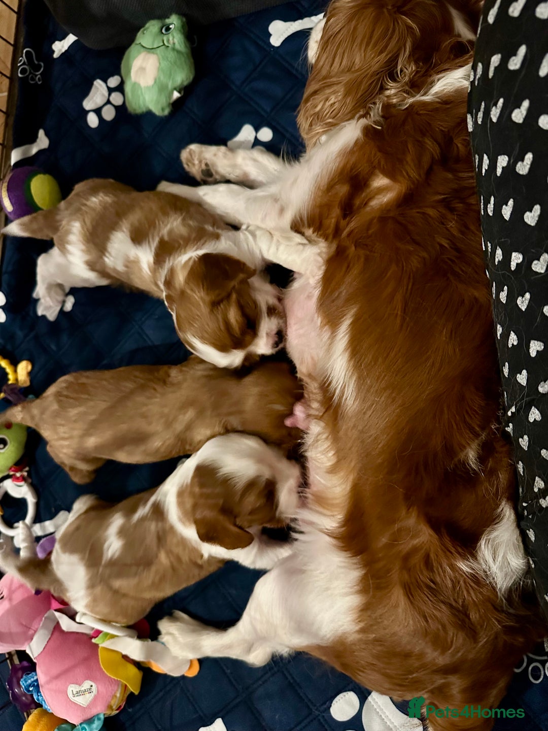 Cavalier King Charles Spaniel dogs for sale: Kc Cavalier King Charles Spaniel pups DNA tested  - Image 5