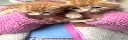 Mixed Breed cats for sale: 4 fluffy ginger kittens - Advert 4