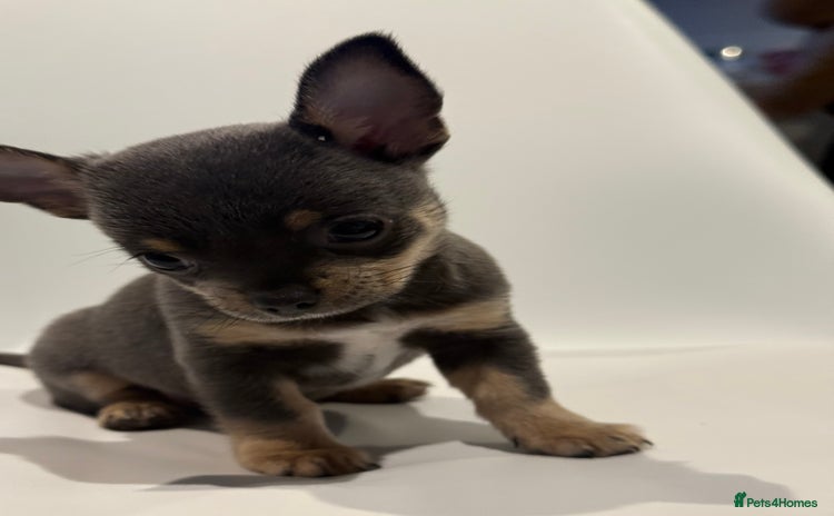 Chihuahua dogs - Advert 11