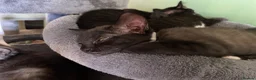 Mixed Breed cats for sale: Kittens looking for forever homes - Advert 16