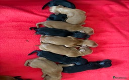 Cocker Spaniel dogs for sale: Gorgeous WCS pups - Image 1