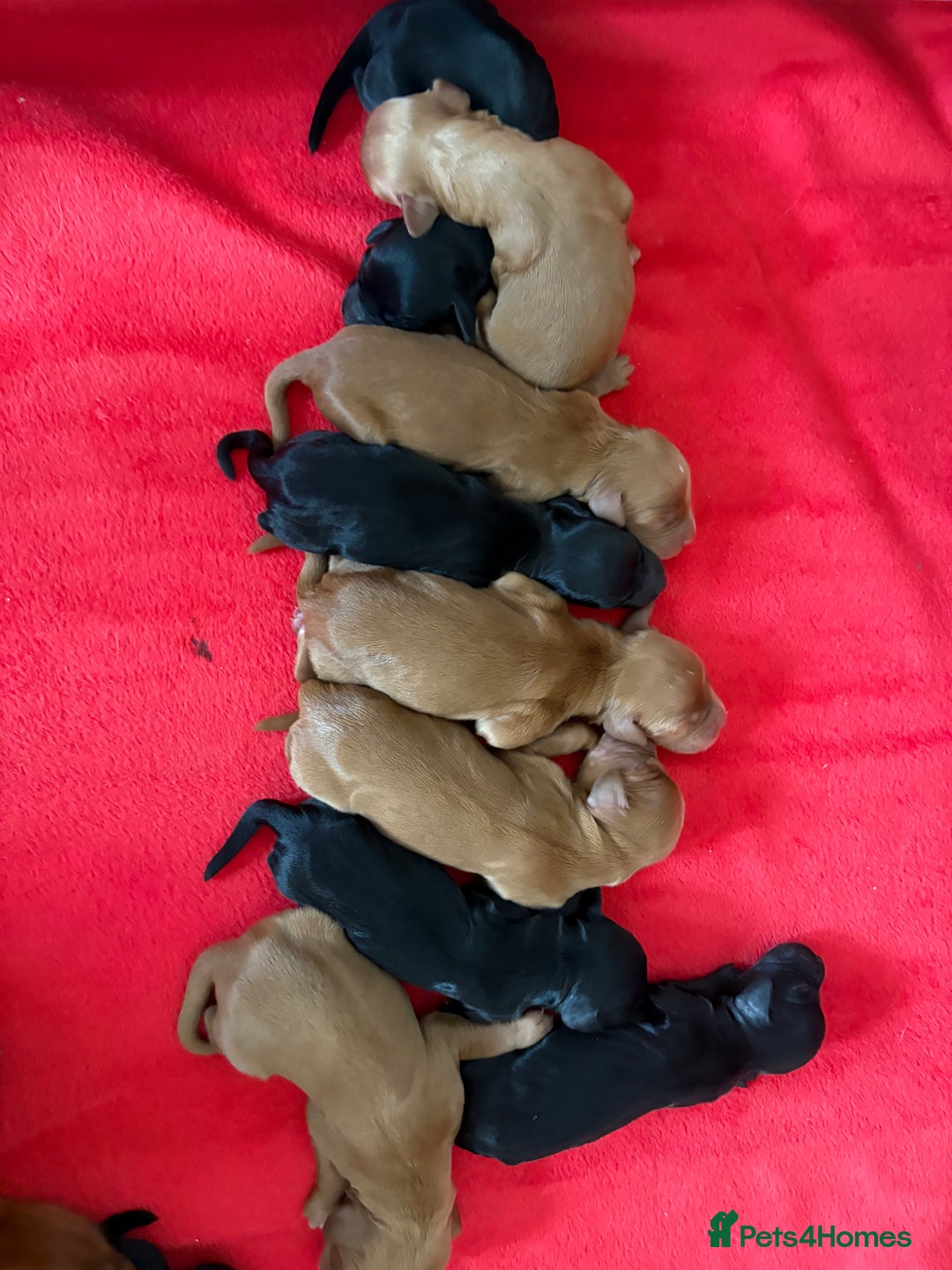 Cocker Spaniel dogs for sale: Gorgeous WCS pups - Image 1