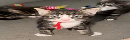 Mixed Breed cats for sale: Kittens for sale - Advert 2