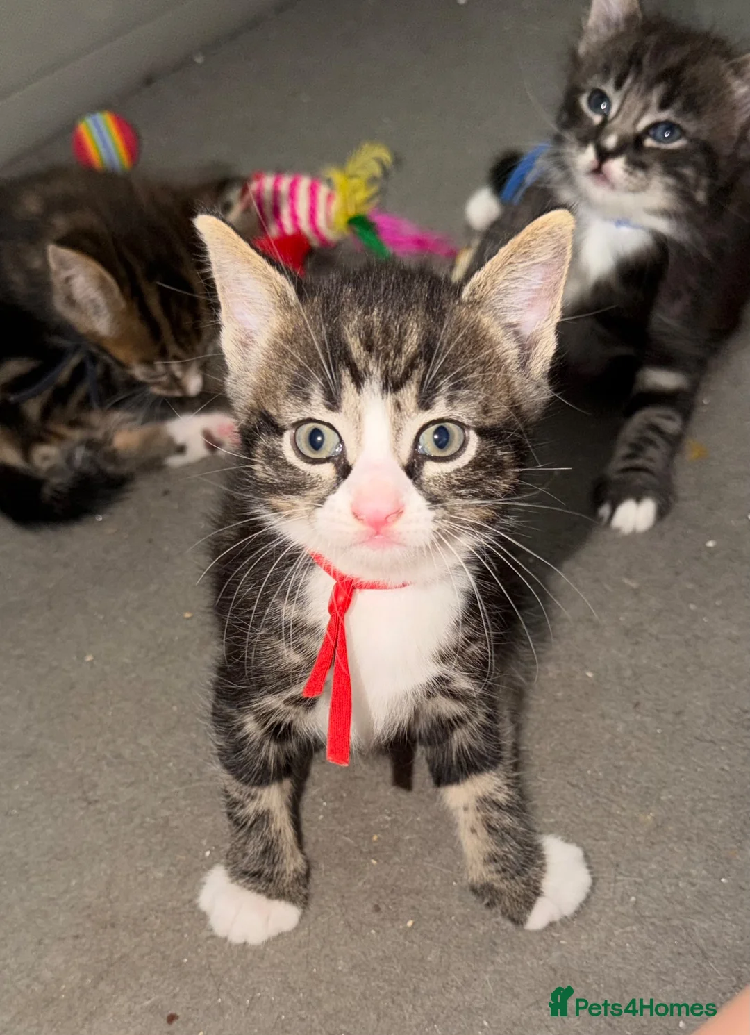 Mixed Breed cats for sale: Kittens for sale - Advert 2