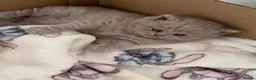 British Shorthair cats for sale: Gccf reg health tested British kittens  - Advert 7