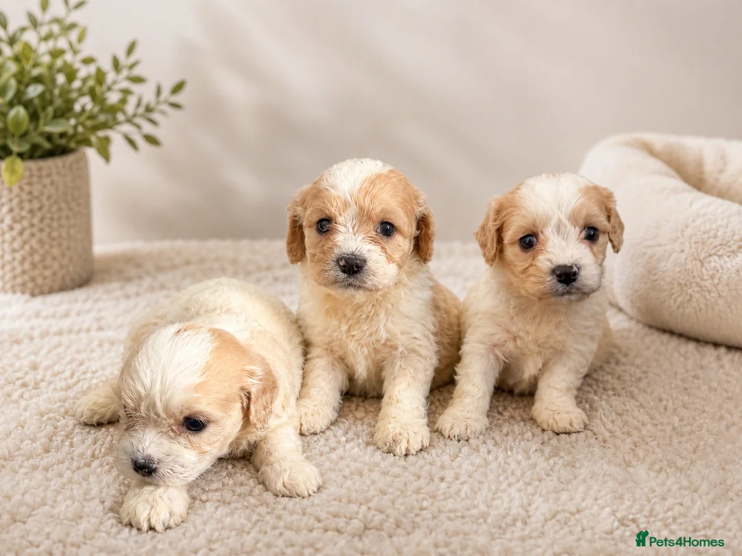 Cavachon dogs for sale: ⭐️ Outstanding Cavachon Puppies ⭐️ in Southampton - Advert 4