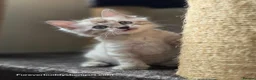 Bengal cats for sale: Rare Cashmere & Short Hair Bengals  - Advert 7