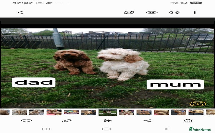 Cockapoo dogs - Advert 1