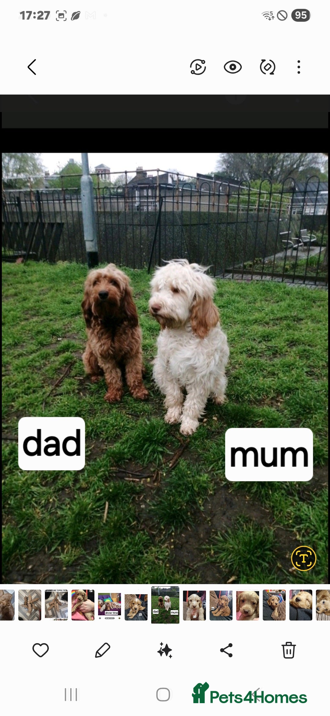 Cockapoo dogs for sale: Cameron's and Phoebe's babies  - Image 1