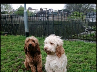 Cockapoo dogs - Advert 36