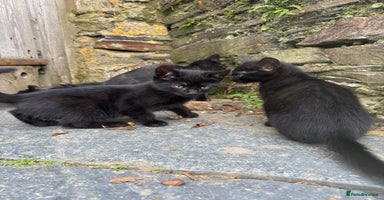 Mixed Breed cats - Advert 4