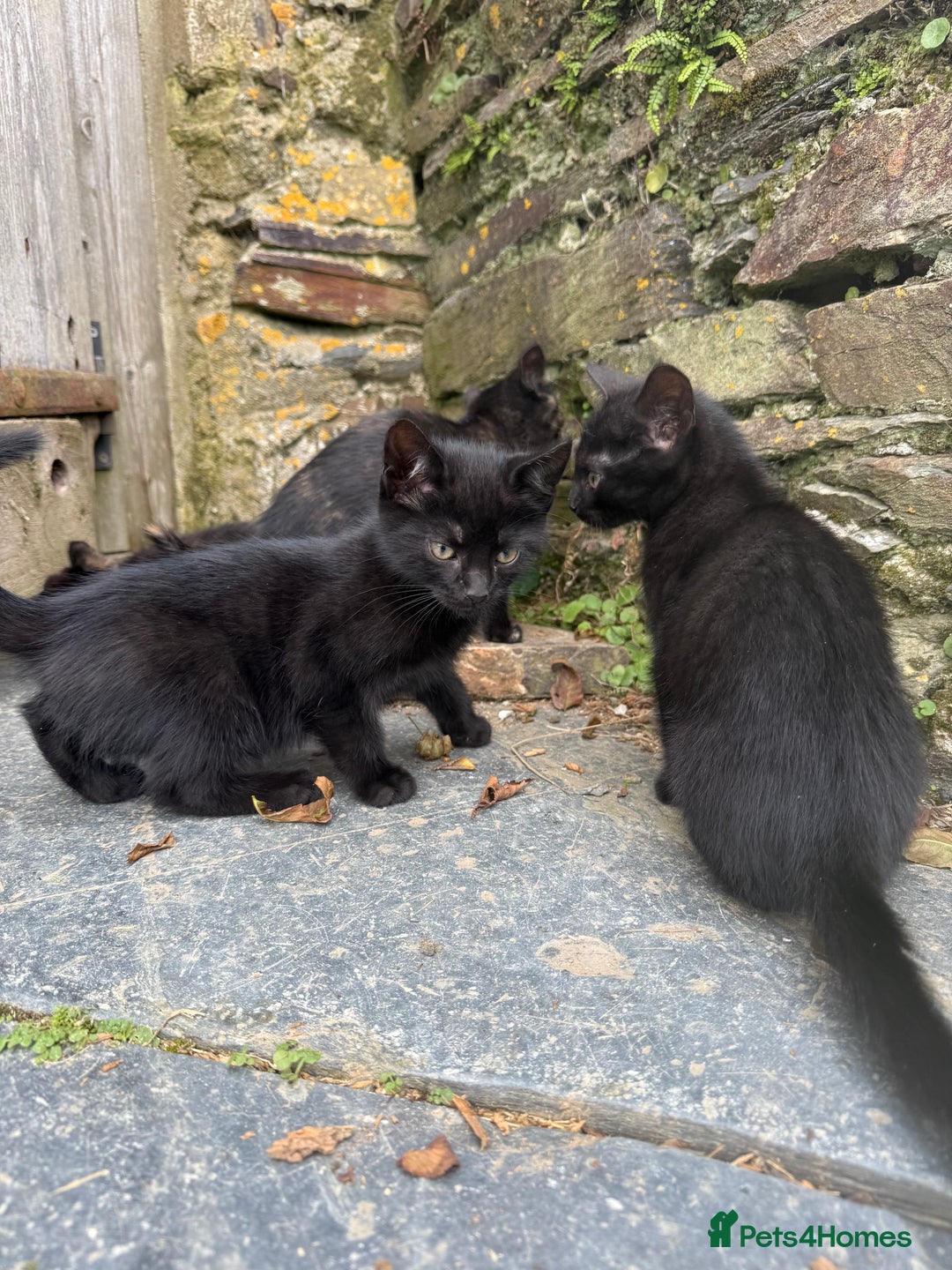 Mixed Breed cats for sale: 6 kittens for sale - Image 13