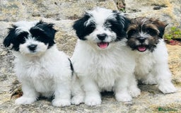 Shih Tzu dogs for sale: adorable Shih Tzu  puppies  - Image 1