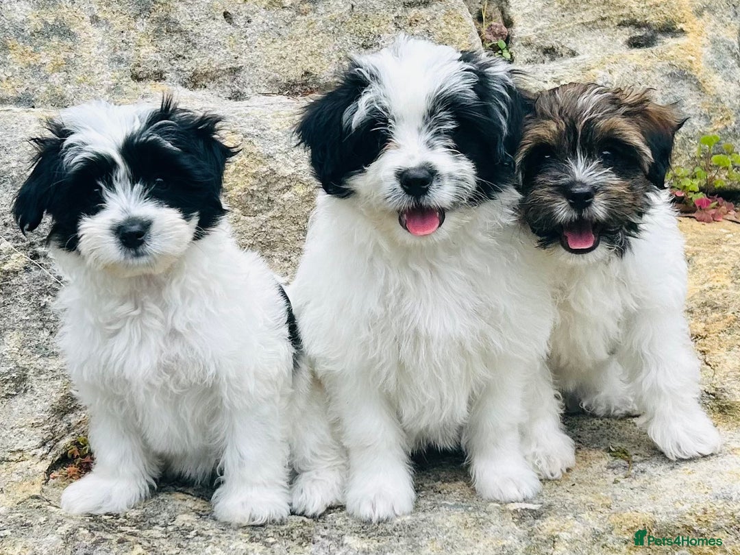 Shih Tzu dogs for sale: adorable Shih Tzu  puppies  - Image 1
