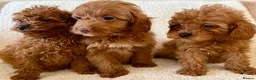 Cavapoo dogs for sale: Extensively health tested fox red Cavapoo puppy’s  - Advert 1