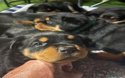 Rottweiler dogs for sale: Pure Bred Rottweilers Boys and Girls Available - Image 7