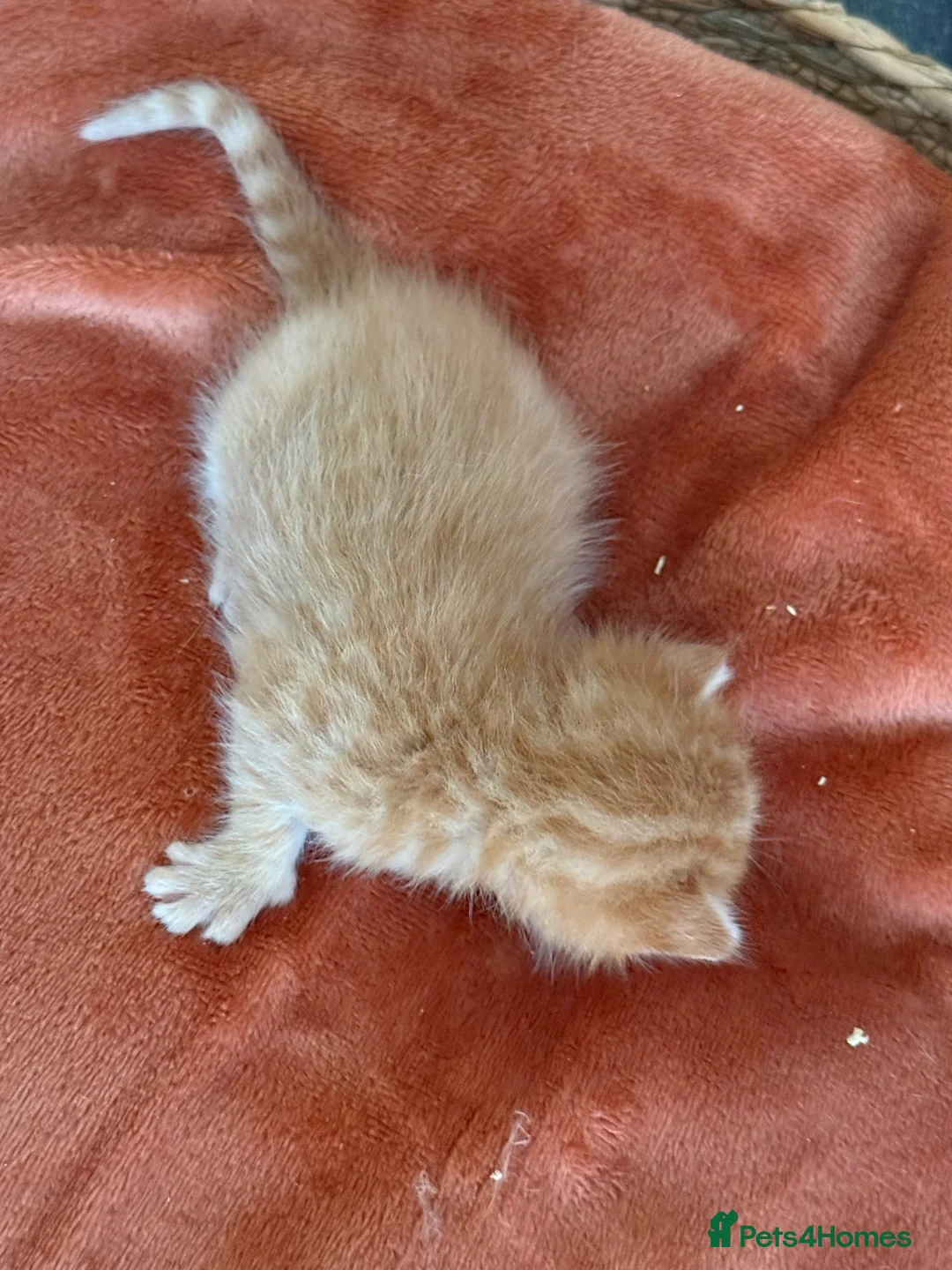 Mixed Breed cats for sale: 2 Orange boys  - Advert 11