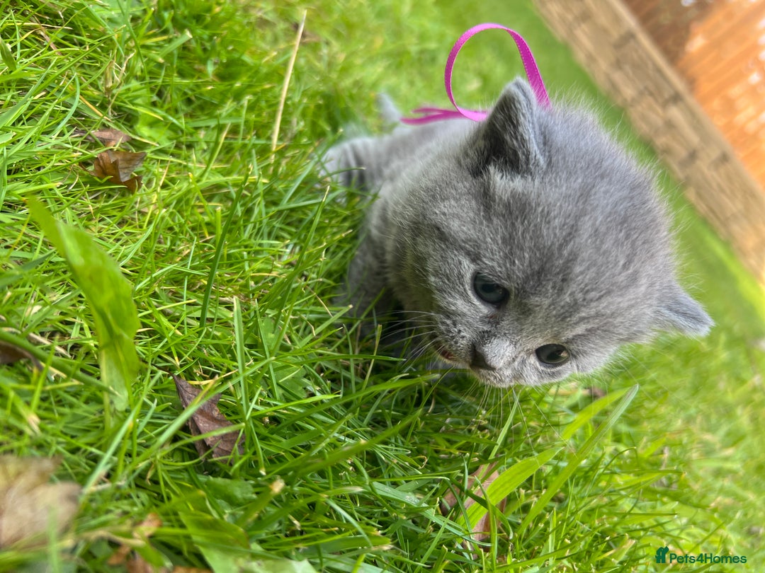 British Shorthair cats for sale: Blue British shorthair  - Image 25