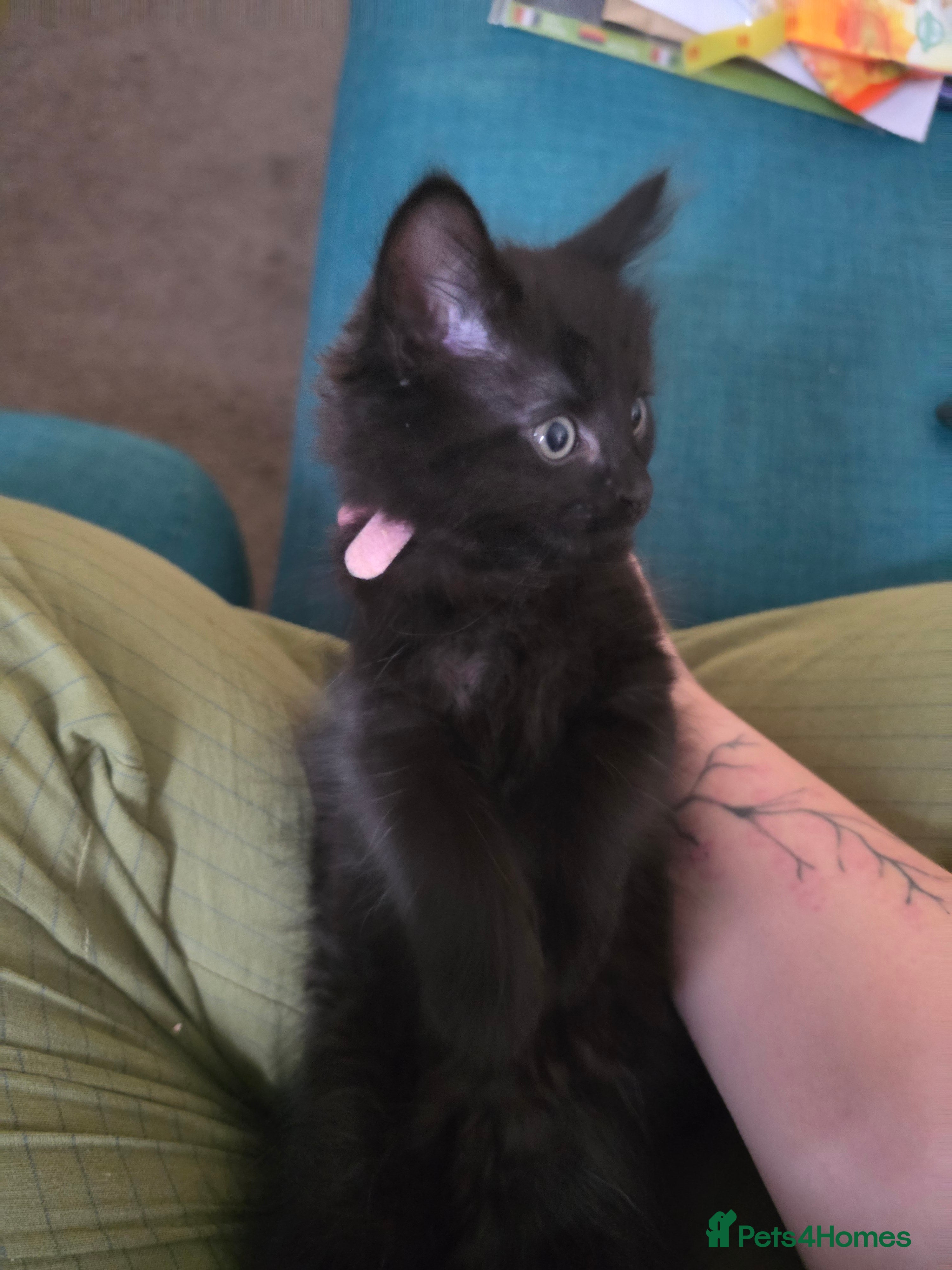 Domestic Shorthair cats Cute bundle of Kittens - Advert 8