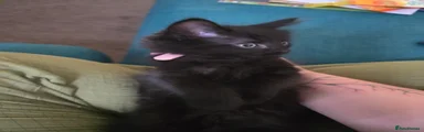 Domestic Shorthair 4 - Purple collar