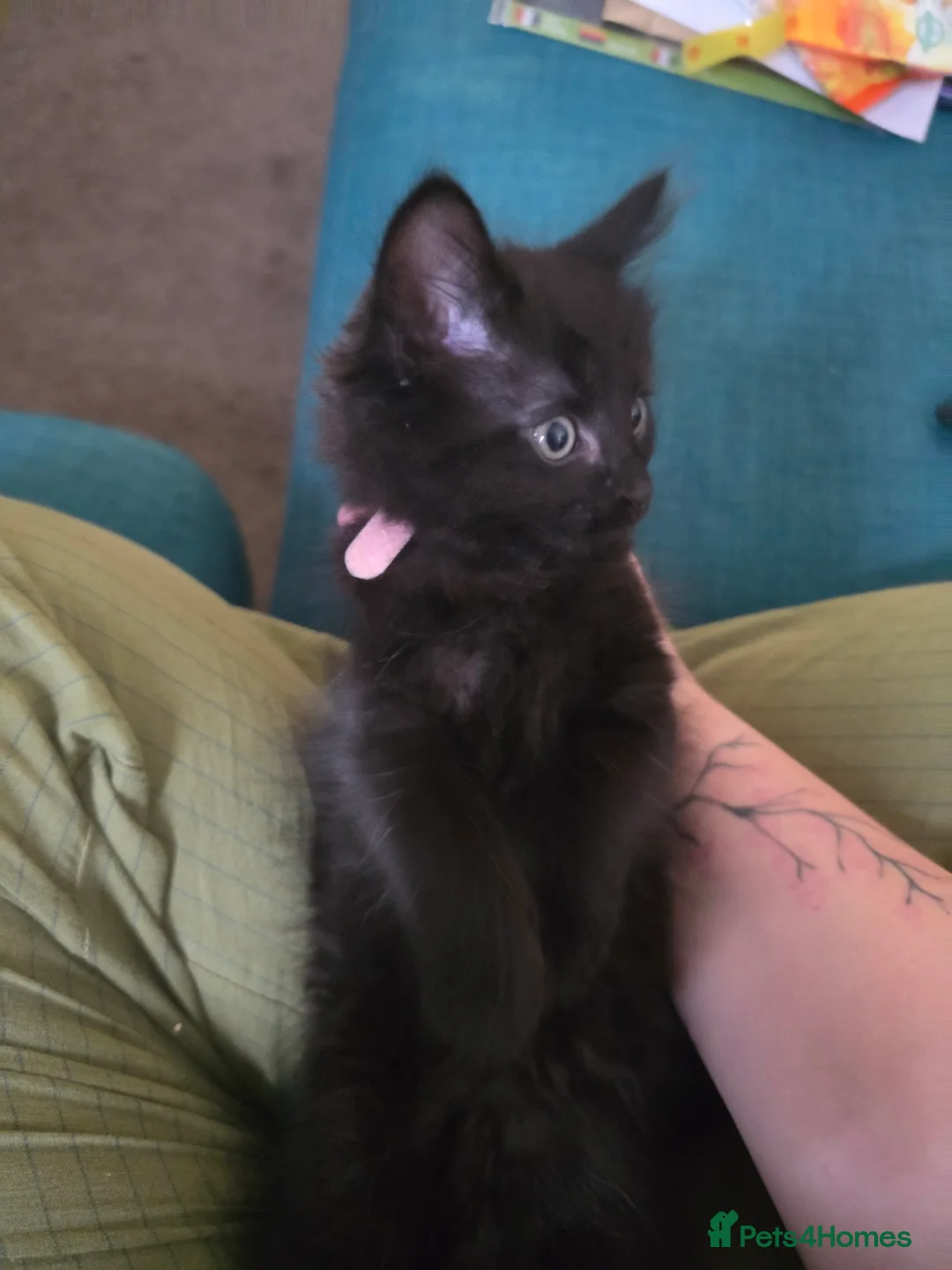 Domestic Shorthair cats for sale: Cute bundle of Kittens - Advert 1