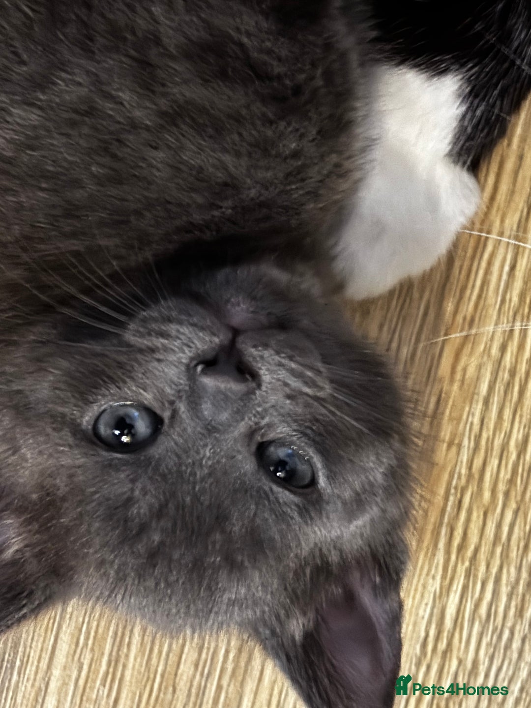 Mixed Breed cats for sale: Beautiful kittens for sale - Advert 4