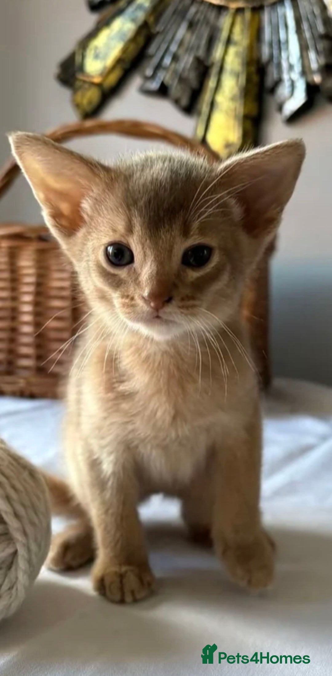 Abyssinian cats for sale: QUEEN ABYSSINIAN READY FOR STUD NOW - Advert 8