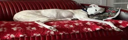 Lurcher dogs for adoption: MISTY AND ELSA, OLDER GIRLS IN RESCUE - Advert 3