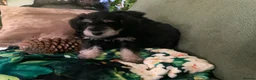 Schnoodle dogs for sale: Happy confident Schnoodle puppies  - Advert 9