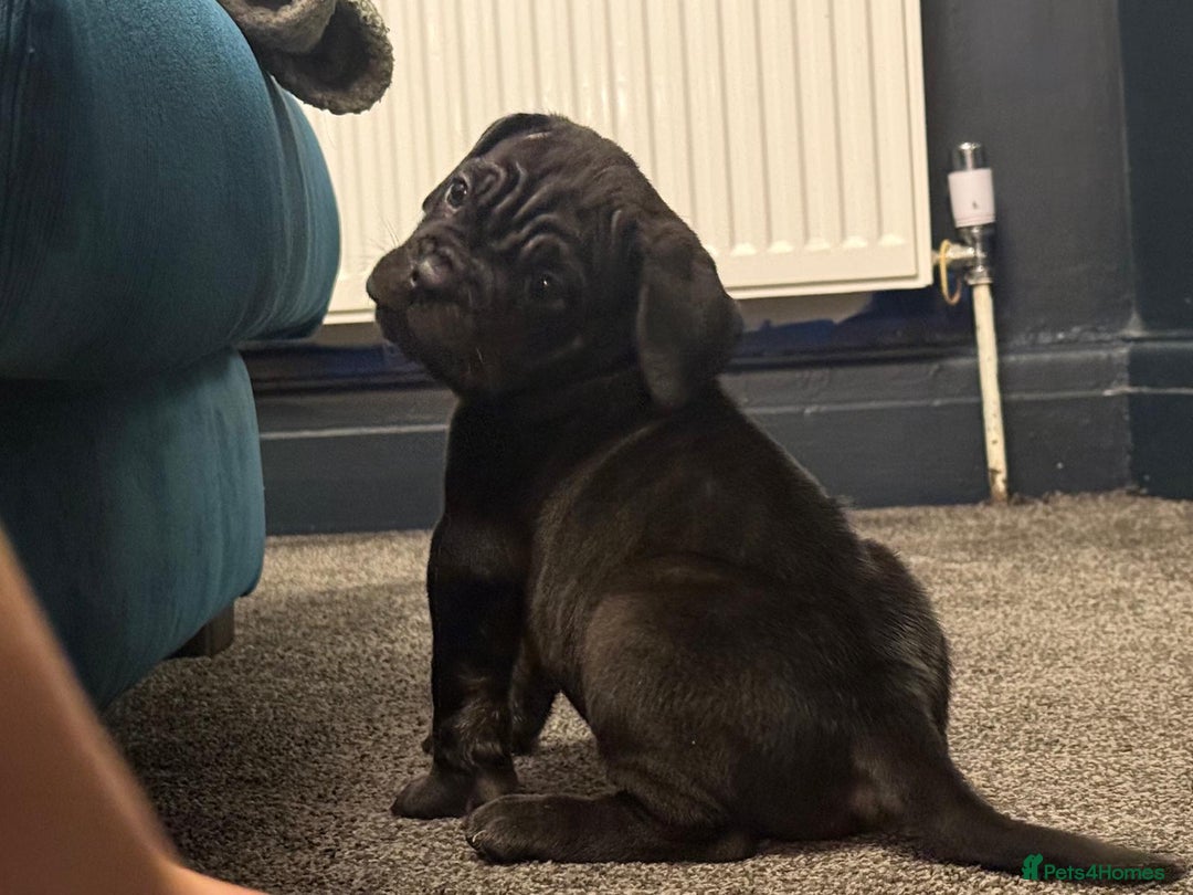 Cane Corso dogs for sale: Exceptional Quality Full Pedigree  - Advert 17