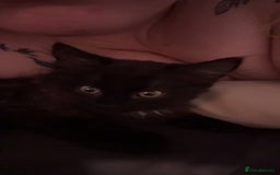 British Longhair cats for sale: Male kitten British long hair x mainecoone - Image 11