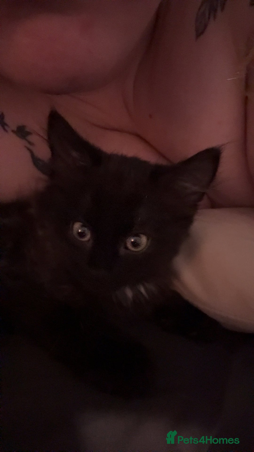 British Longhair cats for sale: Male kitten British long hair x mainecoone - Image 11