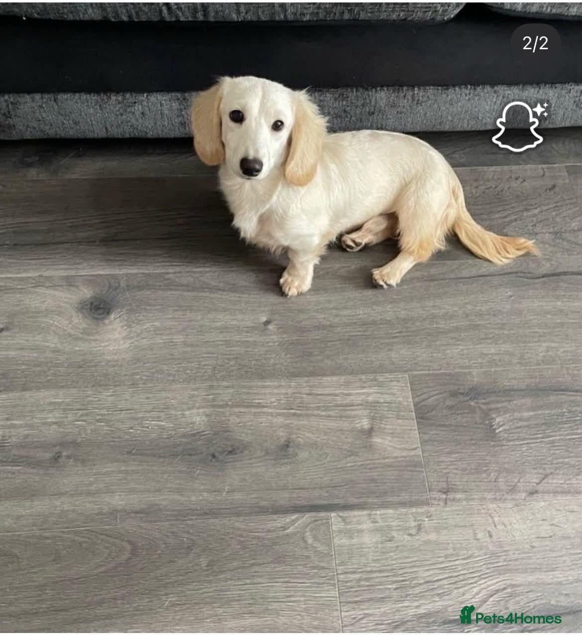Miniature Dachshund dogs Long Haired Miniature Dachshund Puppies - Advert 16