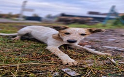 Mixed Breed dogs for adoption: 💖🐶 MILKA 🐶💖 - Advert 5