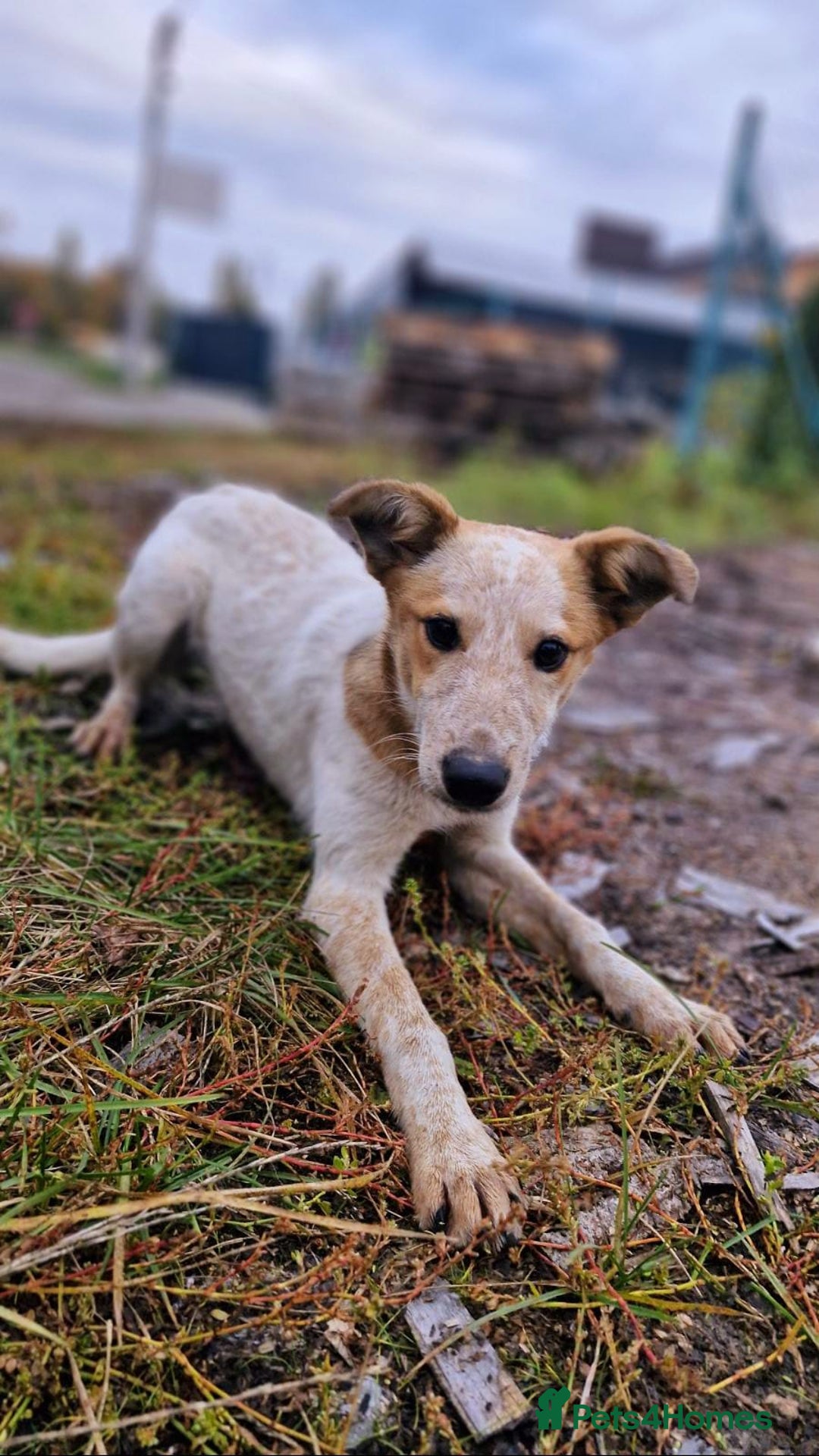 Mixed Breed dogs for adoption: 💖🐶 MILKA 🐶💖 - Advert 5