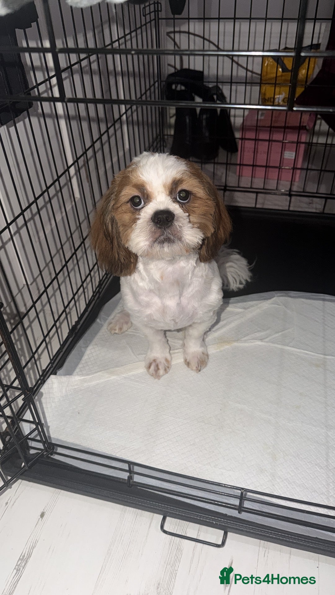 Shih Tzu dogs 6 months old Shih Tzu puppy named Daisy - Advert 1