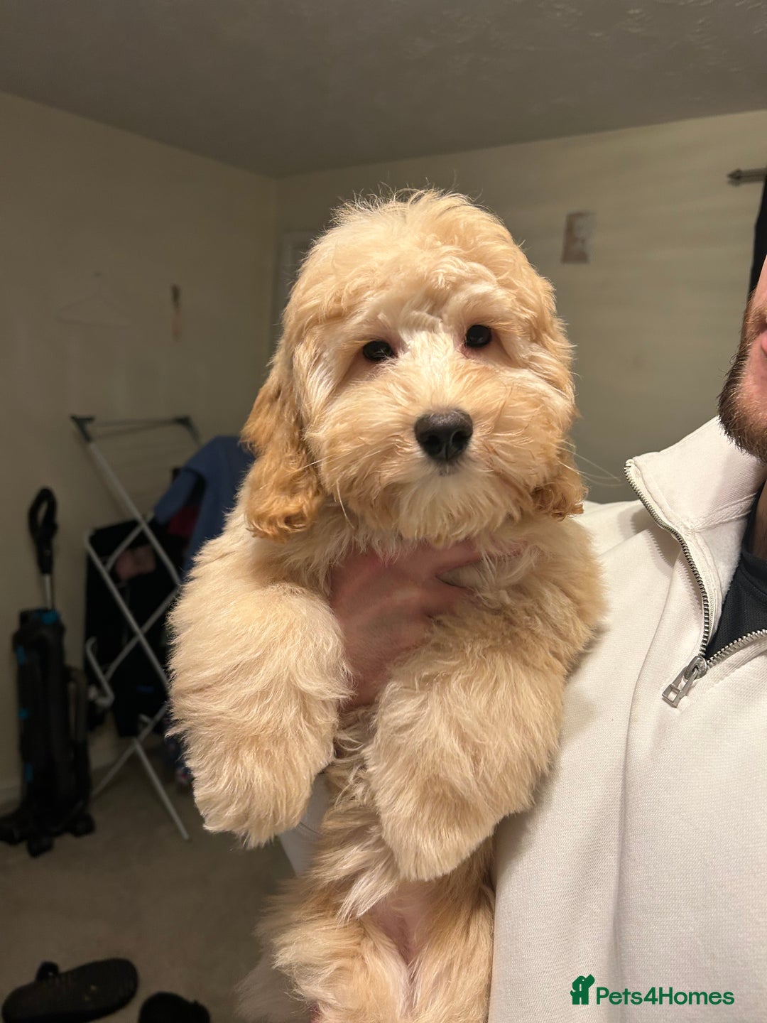 Cockapoo dogs for sale: 4 month old female Cockapoo  - Advert 1