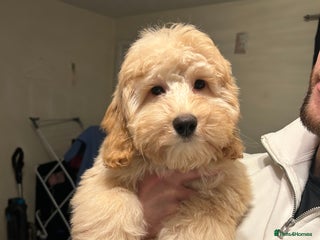 Cockapoo dogs 4 month old female Cockapoo - Advert 1